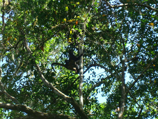 Wieder ein Affe, diesmal mit einem Jungen auf dem Ruecken