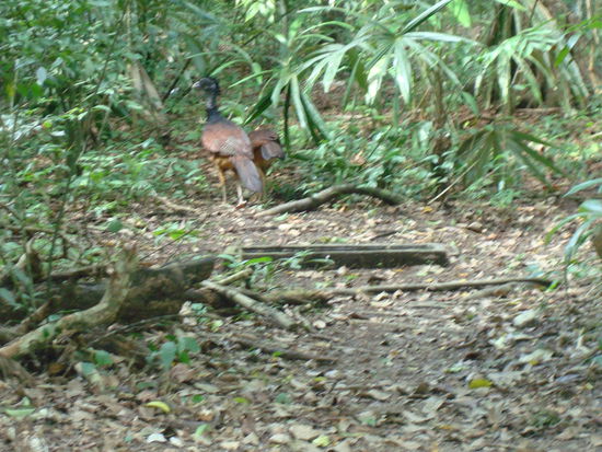 Irgendwelche Dschungelvoegel von denen wir denken das es Fasane sind...