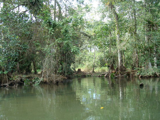 Schoene Bootsfahrt durch Mangrovenwaelder...