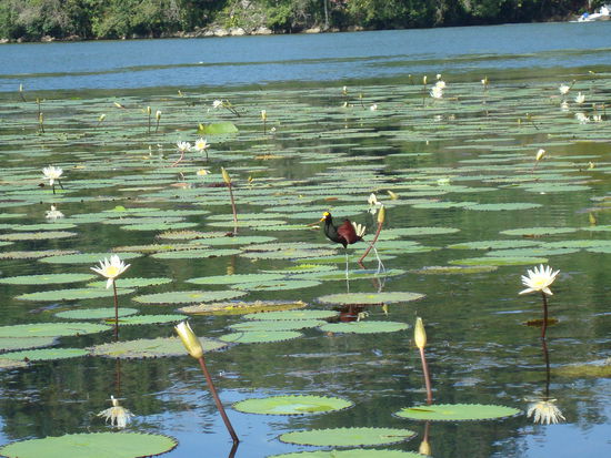 Ein Vogel spaziert ueber die Seerosen...