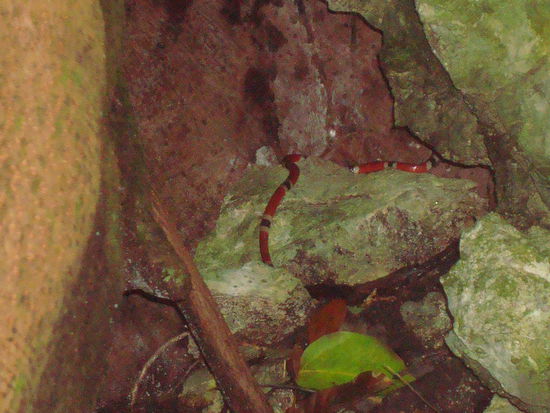 Wir sehen mehrere Schlangen und einmal gelingt uns sogar ein Foto.