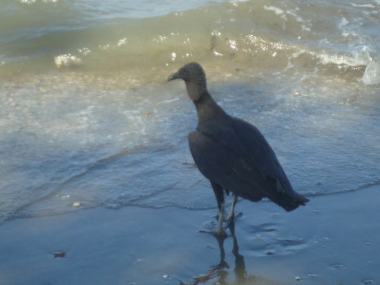 ...und die Geier ebenfalls 