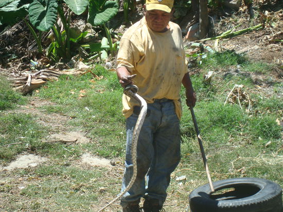 Dieser mutige Chapin hat die Schlange aus dem Autoreifen geholt... Diese Reifen sind an den Seiten der Landestege zum Schutz der Boote angebracht.