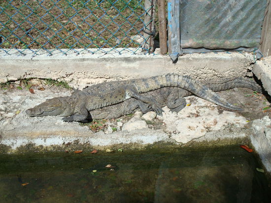 Alligatoren im Park Mundaca. Es sind keine siamesischen Zwillinge
