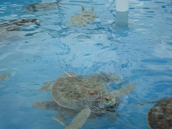 Meeresschildkroetenaufzuchtsstation (haben kein laengeres Wort dafuer gefunden)
