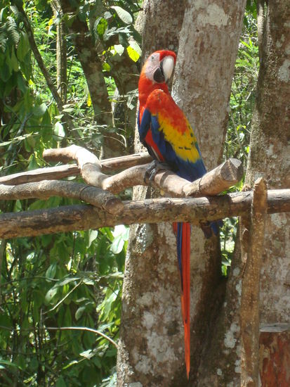 Schoener freilebender Ara im archaeologischen Park von Copán Ruinas.
