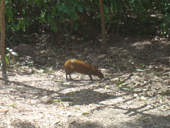 Seltenes amerikanisches Nagetier (Glueckstreffer aber leider Namen vergessen), Urs behauptet allerding es sei ein Saeuli.