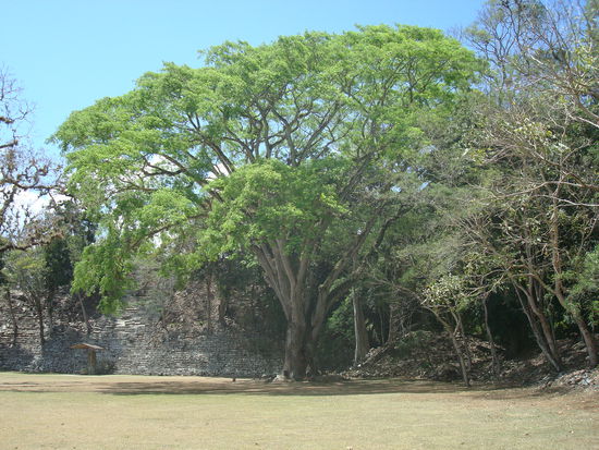 Schoener grosser Baum. Wer gute Augen hat, kann Simone vor dem Baum erkennen.