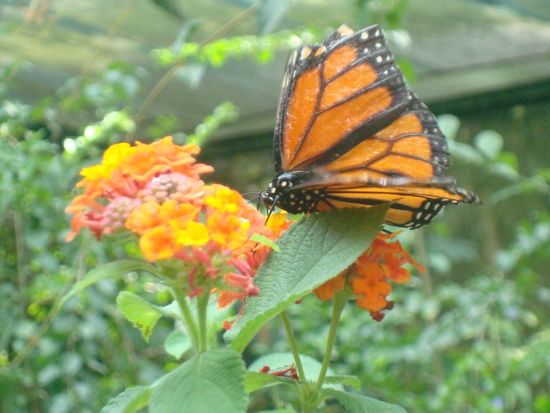 Schmetterling am Nektar trinken.