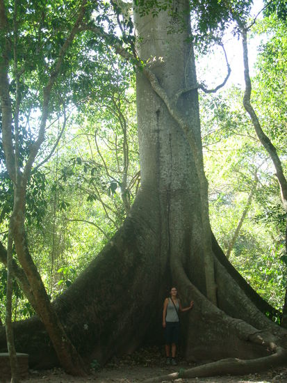 Dieser Baum ist mindestens zwei Jahre alt 