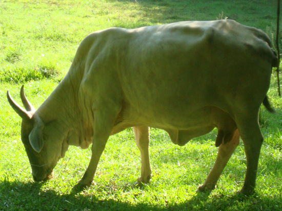 Auch in Honduras gibt's Kuehe, nur haben sie hier einen viel faltigeren Hals.