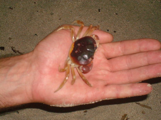 Einer der noch erfolgreichen Rettungsversuche