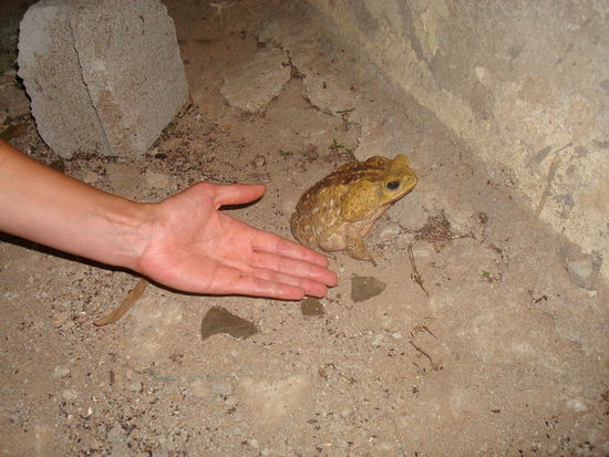 Von diesen huebschen Tierchen sind auch einige um unsere Unterkunft gehuepft