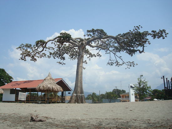 Ein schoener, typischer Ceibabaum, Namensgeber der Stadt.