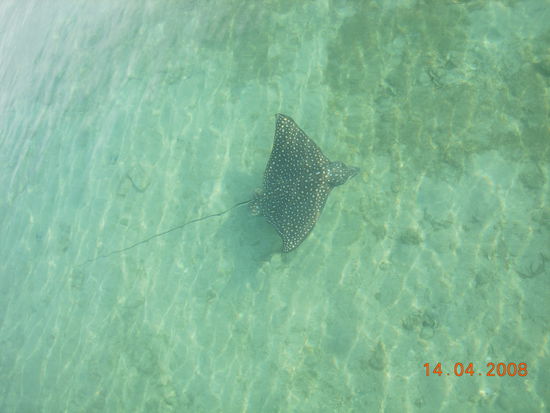 Stachelrochen, vom Steg aus gesichtet