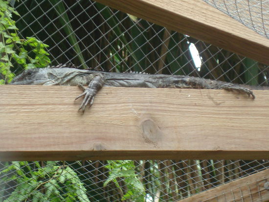 Ein juengeres Exemplar ca. 20cm lang