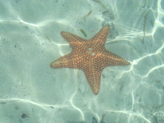 Dieser Seestern hat einen Durchmesser von ca. 45cm