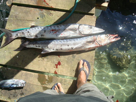 Beeindruckende Groesse und sehr scharfe Zaehne