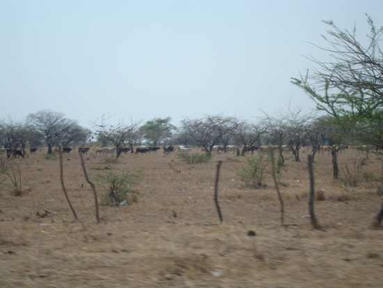 Die Kuehe finden fast nichts mehr zu fressen, dementsprechend abgemagert sehen sie aus