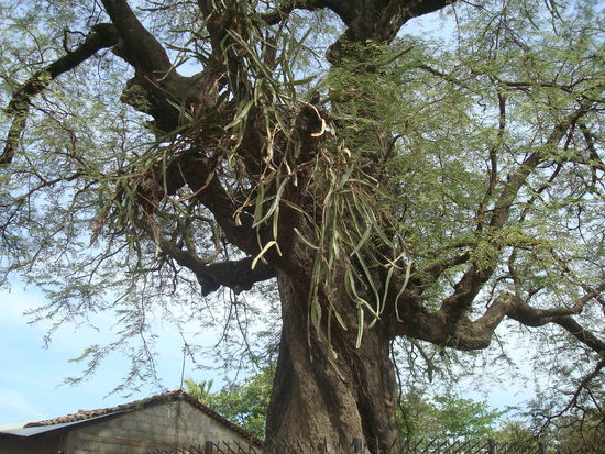 An diesem Baum wurde der Haeuptling der Subtiavas (Ureinwohner von Nicaragua) von den Conquistadores aus Spanien erhaengt