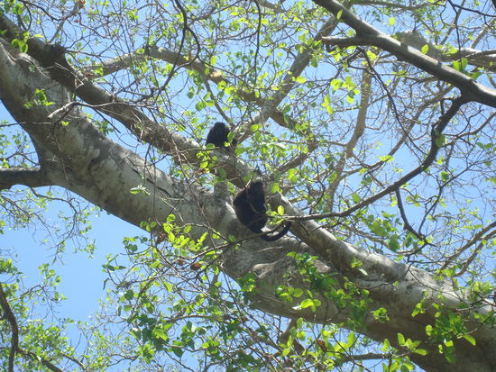 Wir sehen auch Affen...