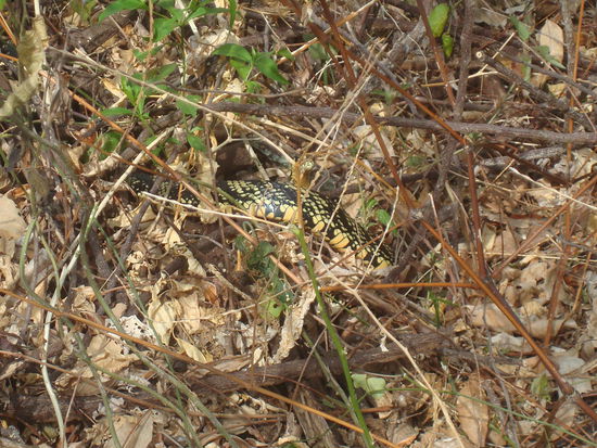 Unterwegs sehen wir viele Schlangen