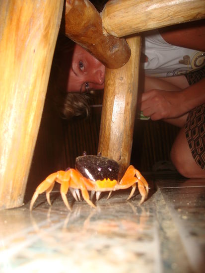Diese grossen Krebse krabbelten ueberall in der Umgebung umher, dieses Exemplar stattete uns sogar einen Besuch in der Kueche ab.