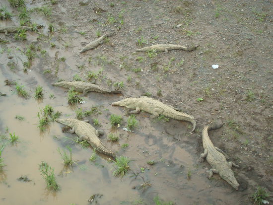 Unterwegs treffen wir an einer Bruecke auf diese wohlgenaehrten Krokodile.