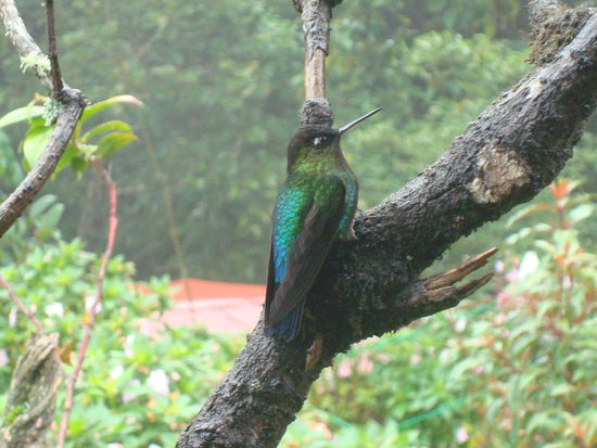Wir sehen keine Quetzals, dafuer aber viele dieser huebschen Kolibris