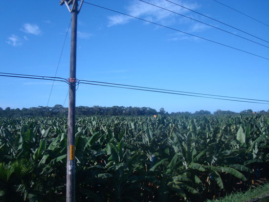 Eine der vielen Bananenplantagen. Diese blauen Saecke (Insektenschutz) die um die Bananenstauden gewickelt sind, bedeuten den Tod fuer viele Meeresschildkroeten. Die Saecke werden oft ins Meer geweht und dann von den Schildkroeten mit Quallen verwechselt und so irrtuemlicherweise gegessen.
