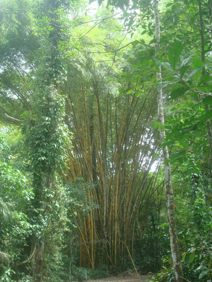 Riesiger Bambus im Nationalpark