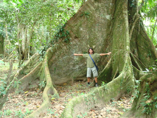 Der Zwerg Urs zwischen den Wurzeln eines Urwaldriesen