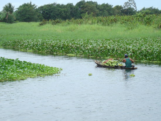 Bananentransport durch die Wasserkanaele