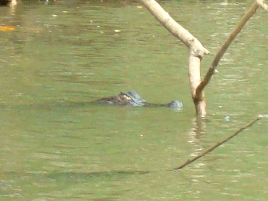 Auf der schoenen Bootsfahrt durch Kanaele und uebers Meer, sehen wir sogar Kaimane