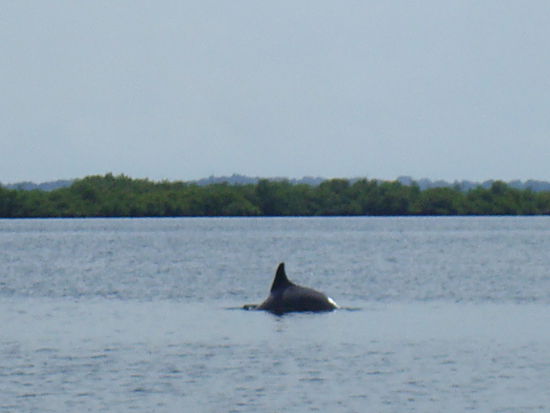 Auf einer Bootstour haben wir sogar noch Delfine gesehen