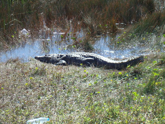 Auf dem Rueckweg zur Busstation nach Tulum, haben wir diesen Krokollegen am Strassenrand angetroffen.