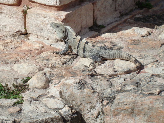 Iguana am suennele