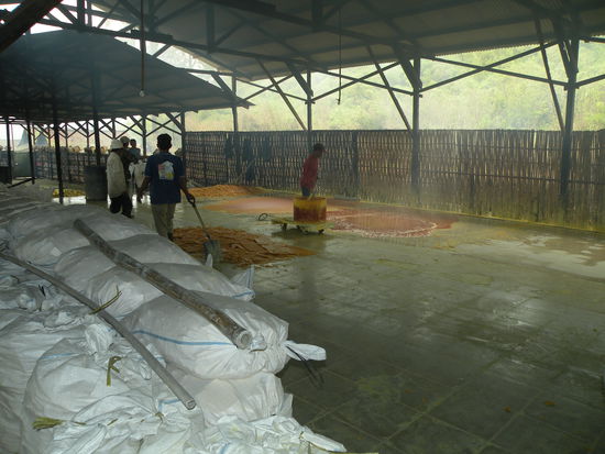 ...danach am Boden ausgestrichen und zu Platten getrocknet. So wird er dann weiter in die Fabrik geliefert.