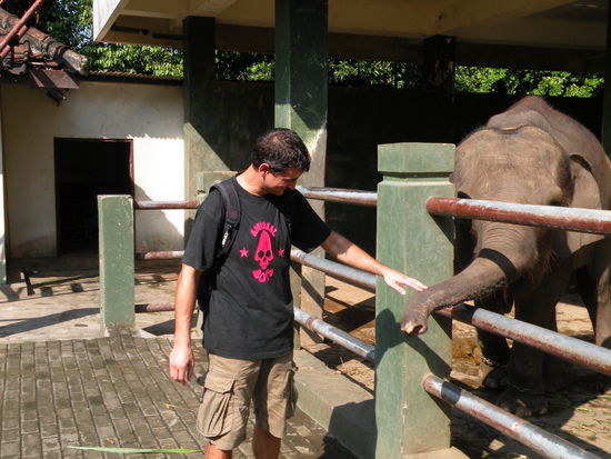 Auf dem Gelaende des Borobudurs werden ausserdem malende! Elefanten gehalten (aber uns schiens nicht sehr artgerecht)