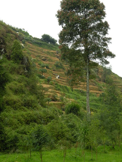 An den Haengen rund um den See wir jede kleinste Flaeche genutzt um div. Gemuese, Tabak, Tee etc. anzubauen.