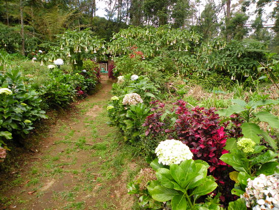 Blumen entlang des Rundwegs um die Seen