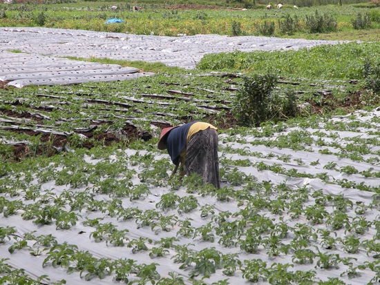 ...ueberall in Dieng