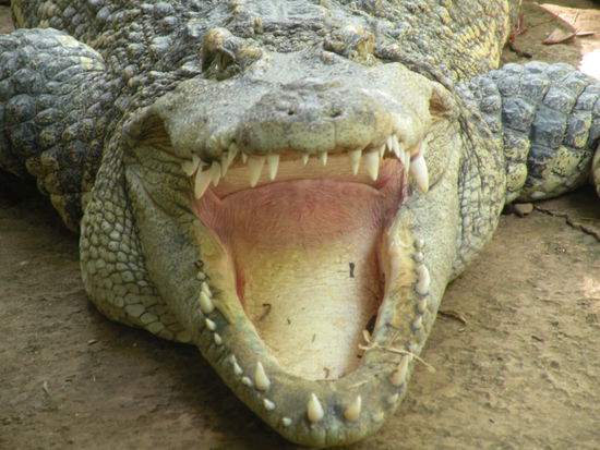 Dieses Kroko haben wir nicht in freier Wildbahn, sondern leider (oder gluecklicherweise) nur im Zoo gesehen