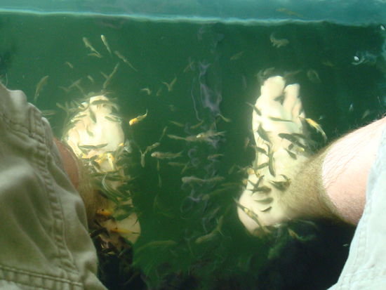 Viele kleine Fischlein die einem die Fuesse reinigen. Es kitzelt!