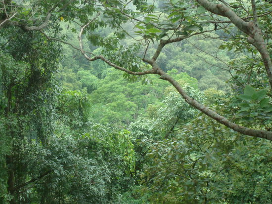 Waelder ueberall....