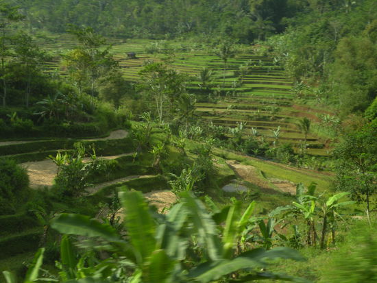 Jeder Flecken, so scheint es, wird auf Java bestellt