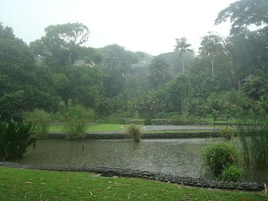 In diesen Gaerten findet man so ziemlich die gesamte Flora von Java