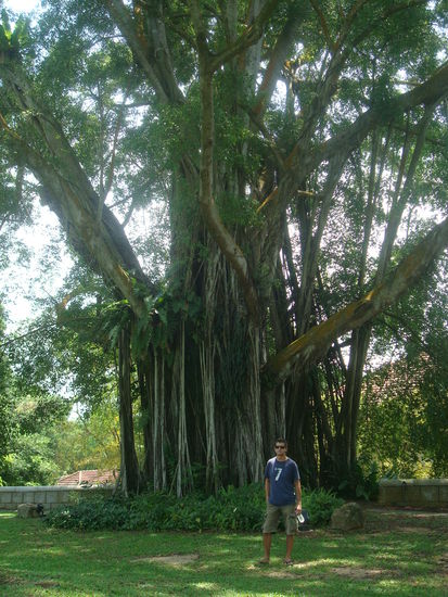 Singapur hat aber auch noch viele gruene Parks, in denen noch ein bisschen Regenwald uebrig ist