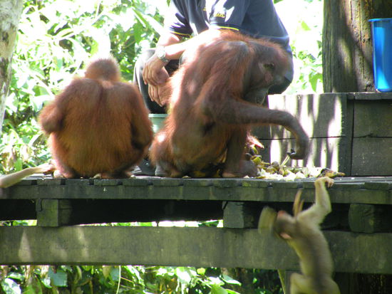 Die Orang Utans lassen sich das Futter nicht gerne von den frechen Makaken stehlen.