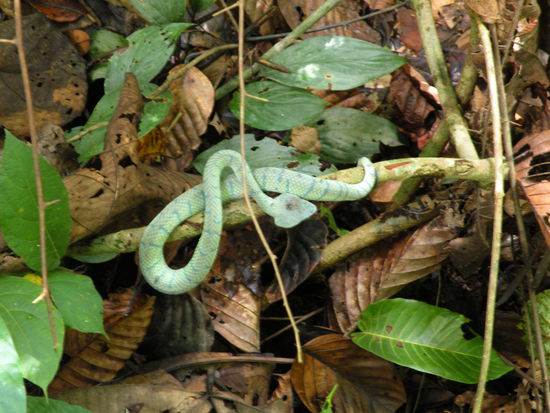 Wir sehen sogar eine Viper